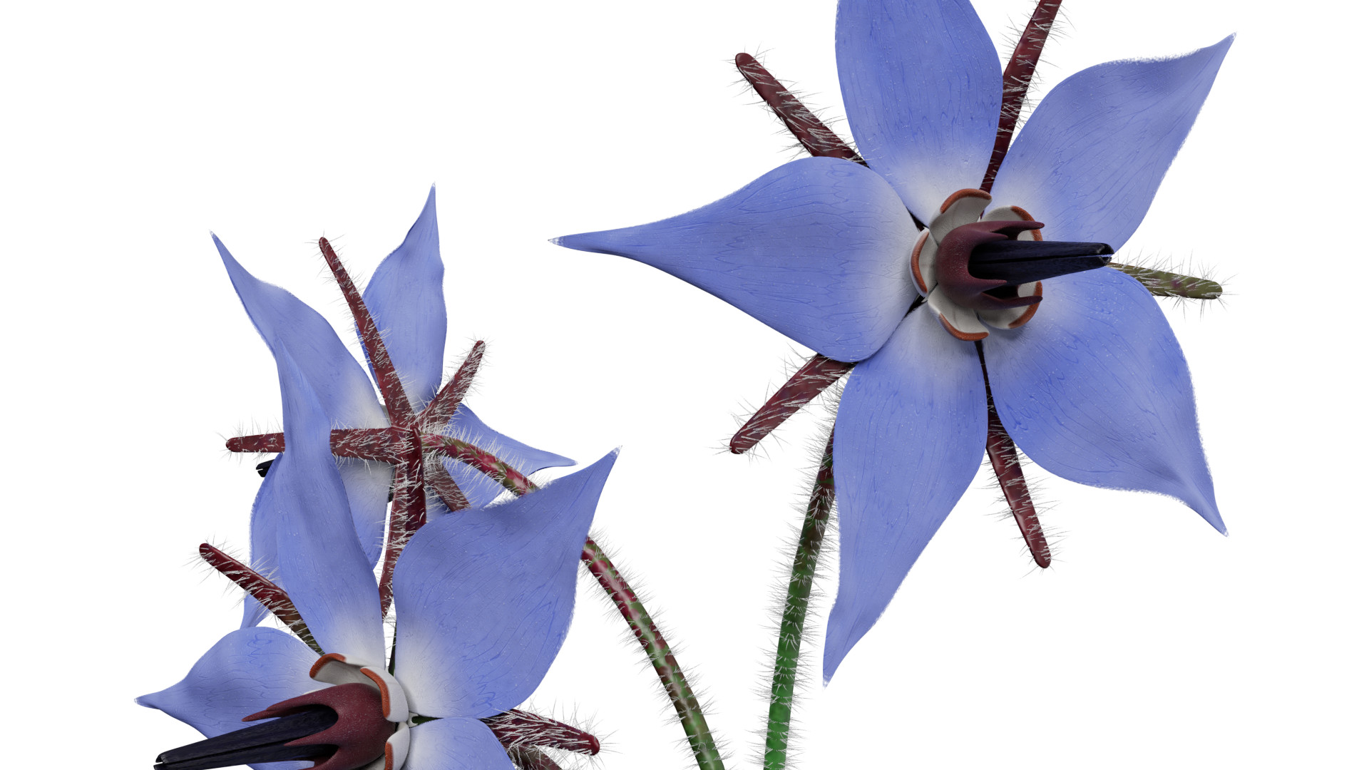 Borage Flower preview image 6